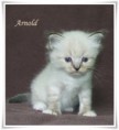 /album/arnold/arnold-5-hetes-002-jpg/
